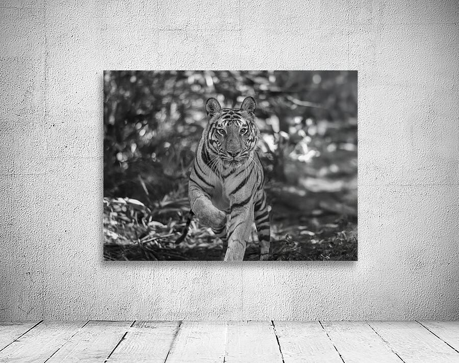 Sher Khan Wall Preview