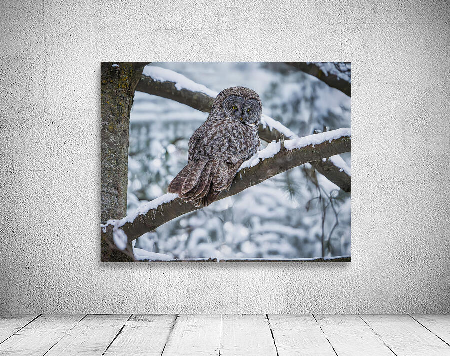 Great Grey Owl Wall Preview