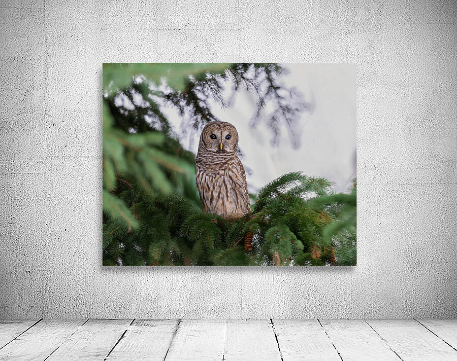 Barred Owl Wall Preview