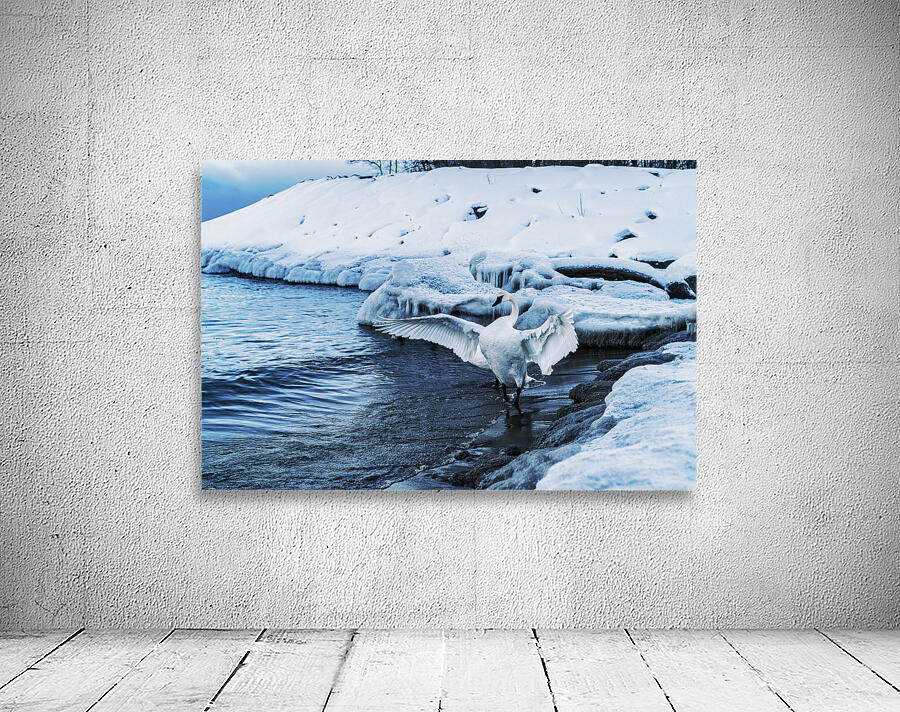 Swan in Winter Wall Preview