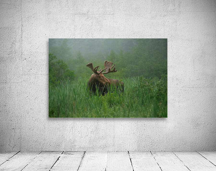 Bull Moose on a Foggy Morning Wall Preview