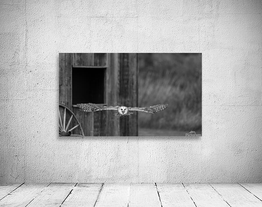 Barn Owl Wall Preview