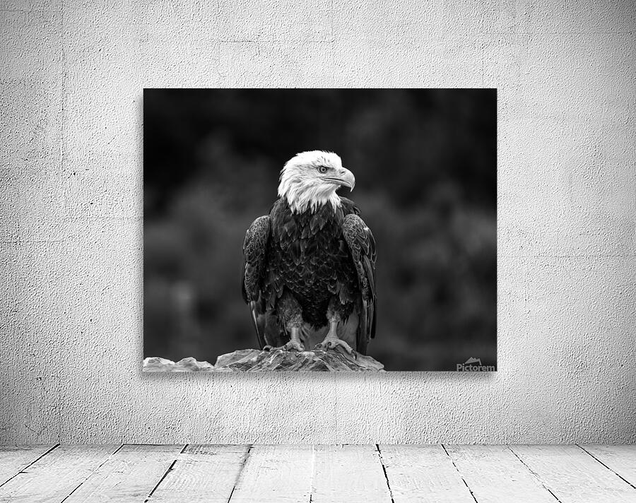 Bald Eagle Wall Preview