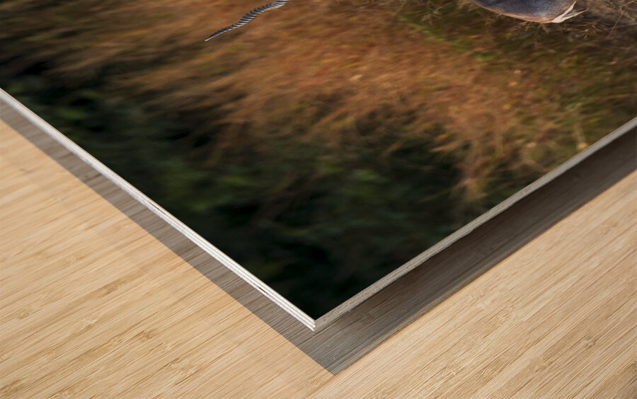 Blackbuck  Wood print