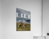 Chevaux Acrylic Print