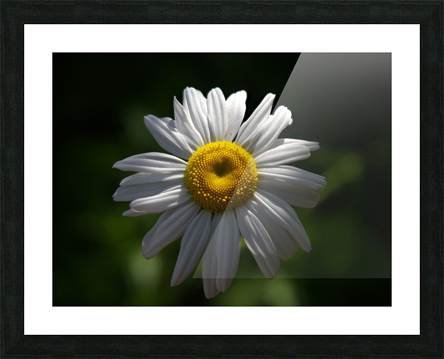 marguerite Picture Frame print