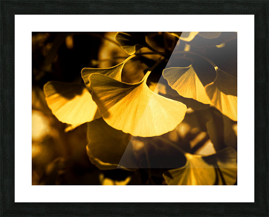 Ginkgo Picture Frame print