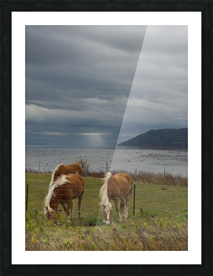 Chevaux Picture Frame print