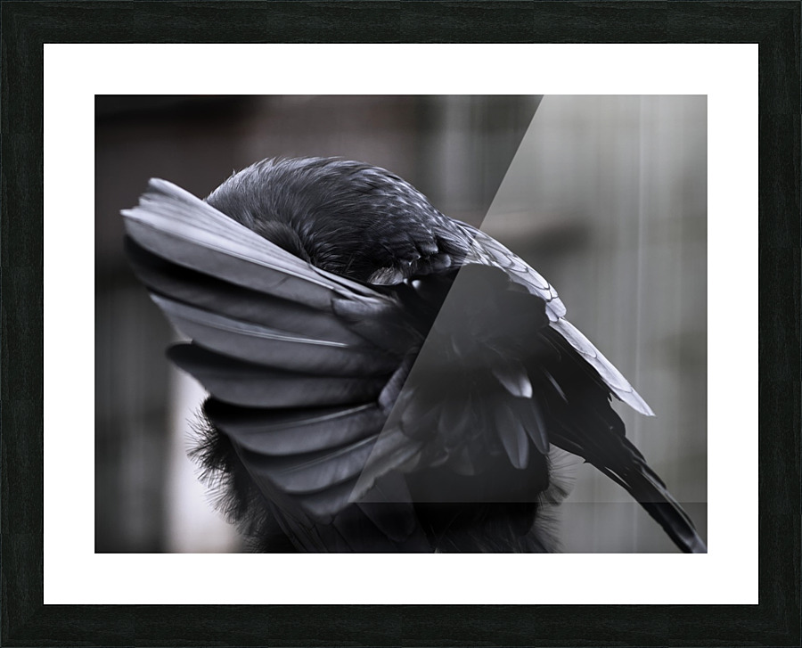 La corneille Picture Frame print