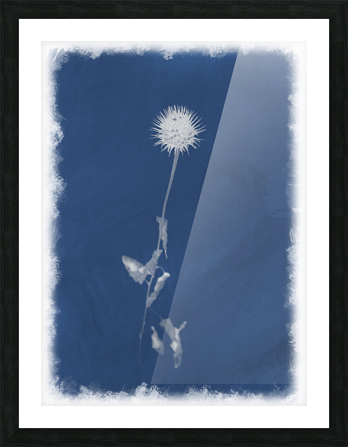 Cyanotype 101 Picture Frame print