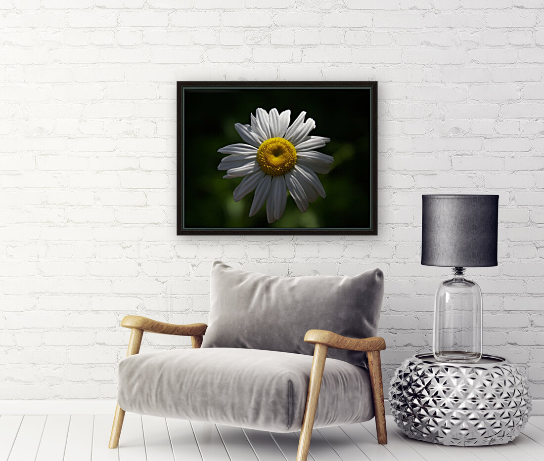 marguerite Reproduction