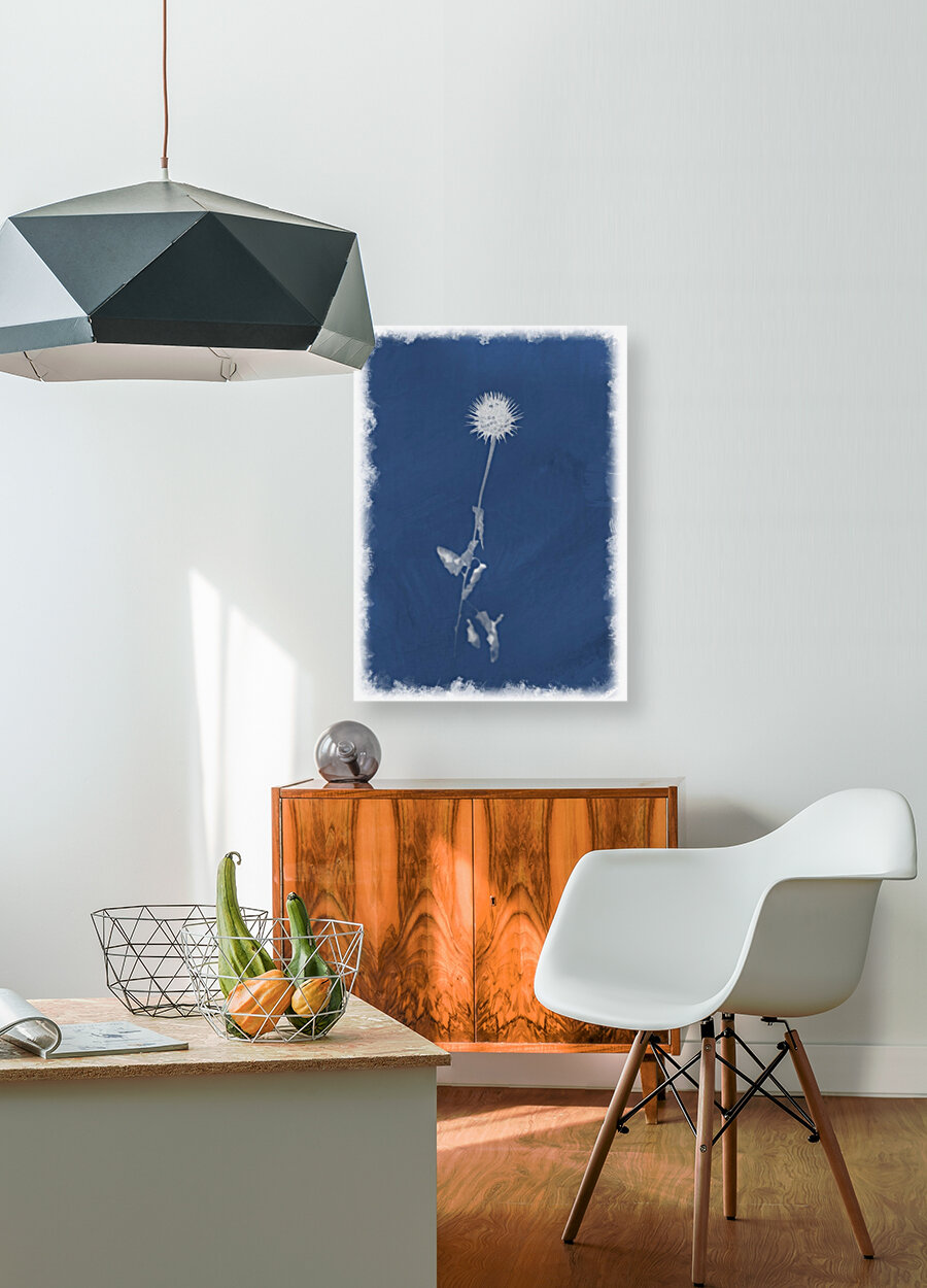 Cyanotype 101 Reproduction