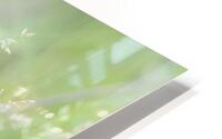 Herbe haute HD Metal print