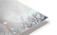 Dead wood HD Metal print