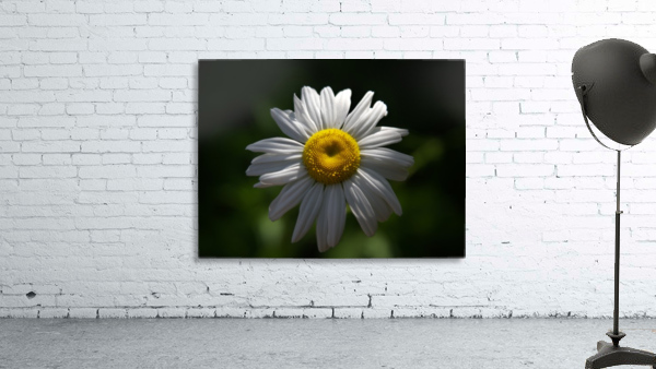 marguerite Wall Preview