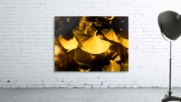 Ginkgo Wall Preview