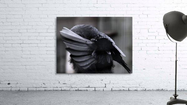 La corneille Wall Preview