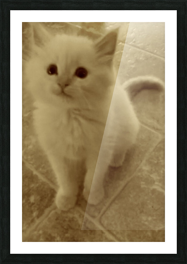 Neutral tone kitten Picture Frame print