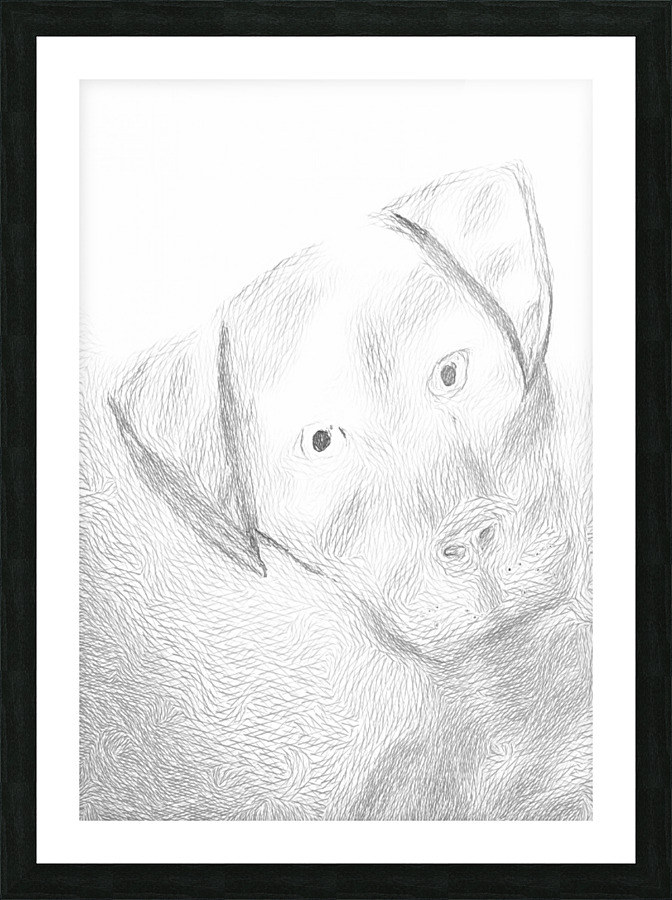 Confused Dog Picture Frame print