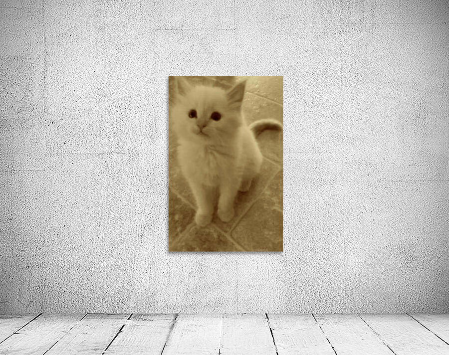 Neutral tone kitten Wall Preview