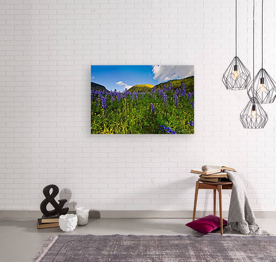 spring lupins  Reproduction