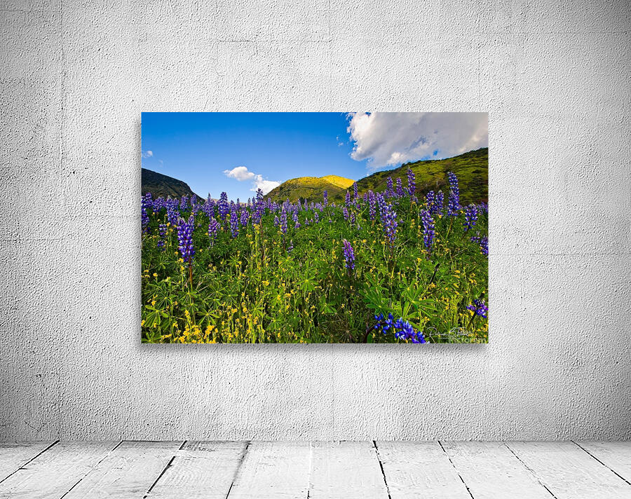 spring lupins  Wall Preview