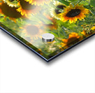 Sunflower field Acrylic print