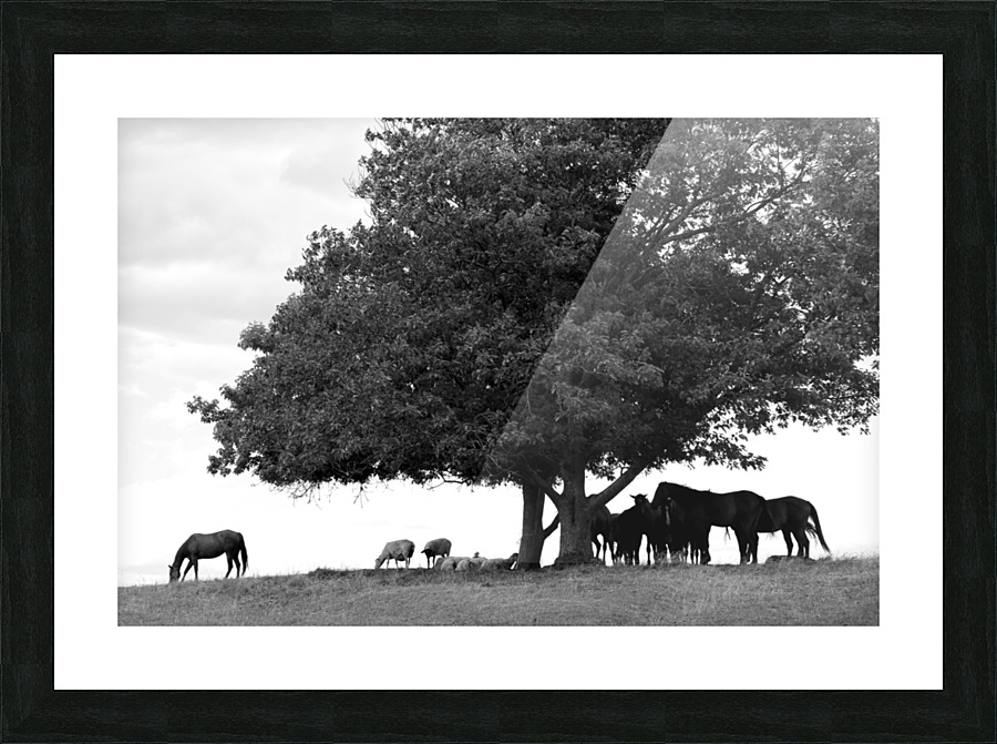 Horses Picture Frame print