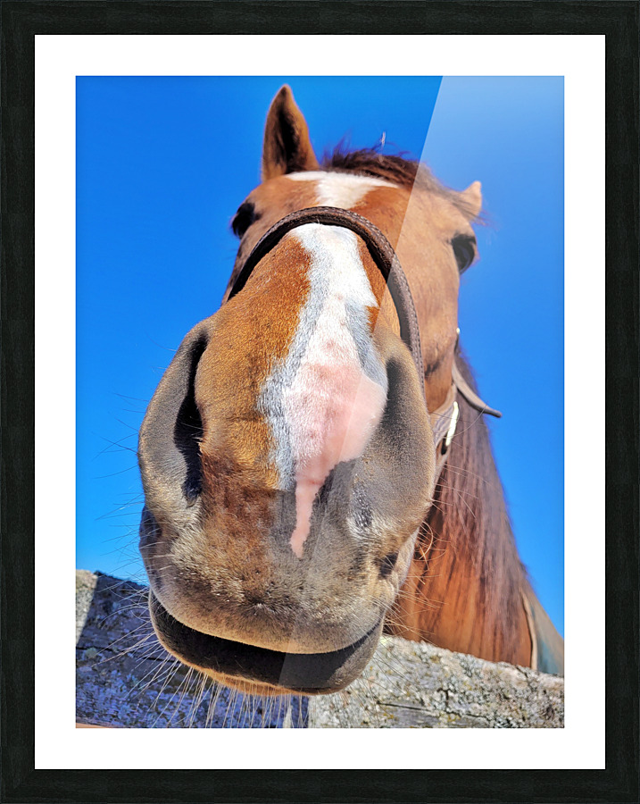 Horse Face Picture Frame print