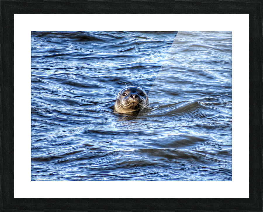 Seal Picture Frame print