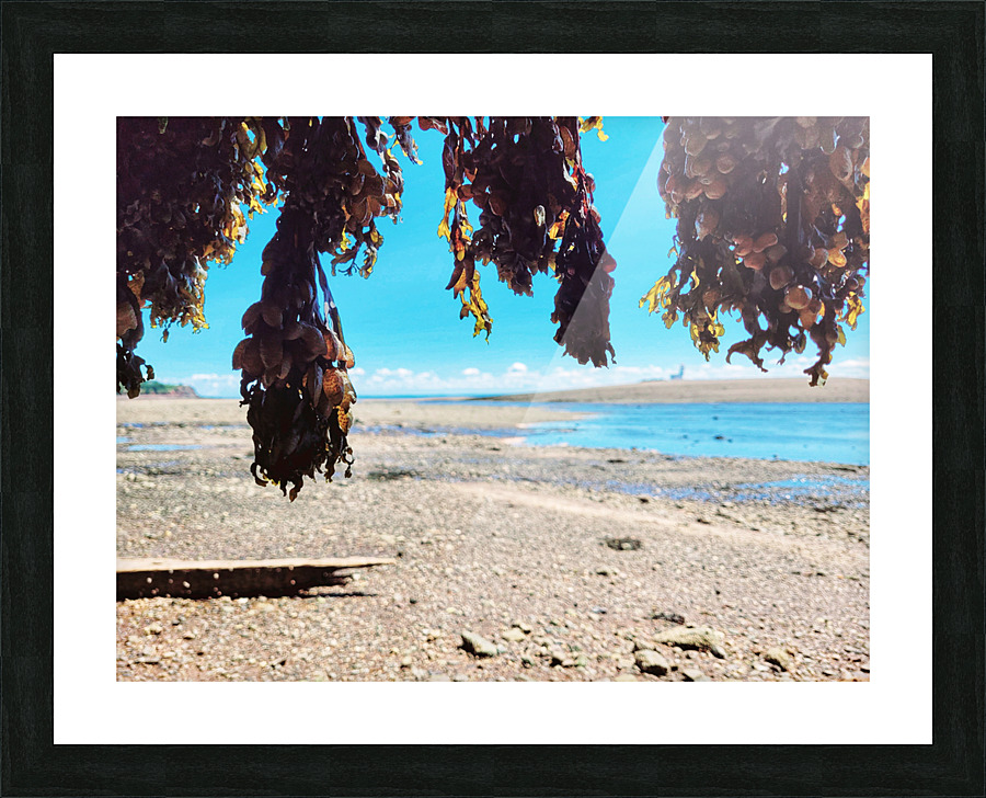 Seaweed Beach Picture Frame print