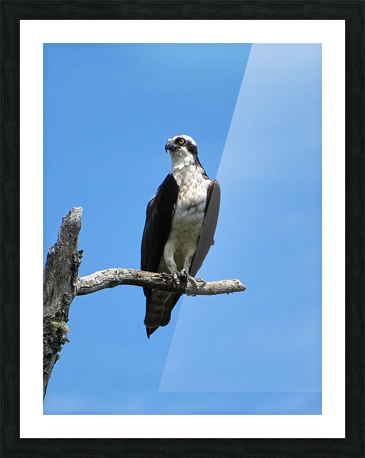 OSPREY Picture Frame print