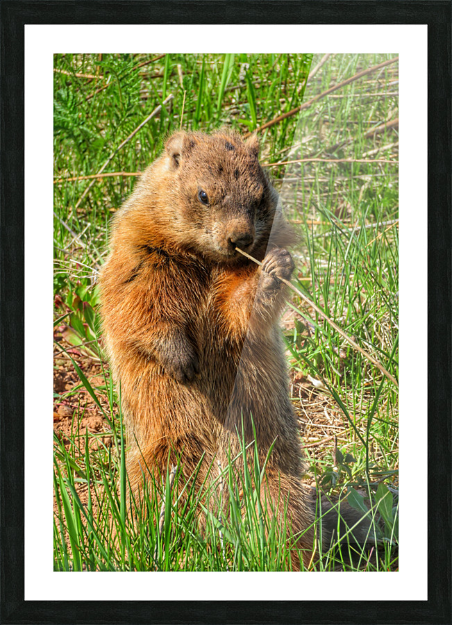 CURIOUS GROUNDHOG  Picture Frame print