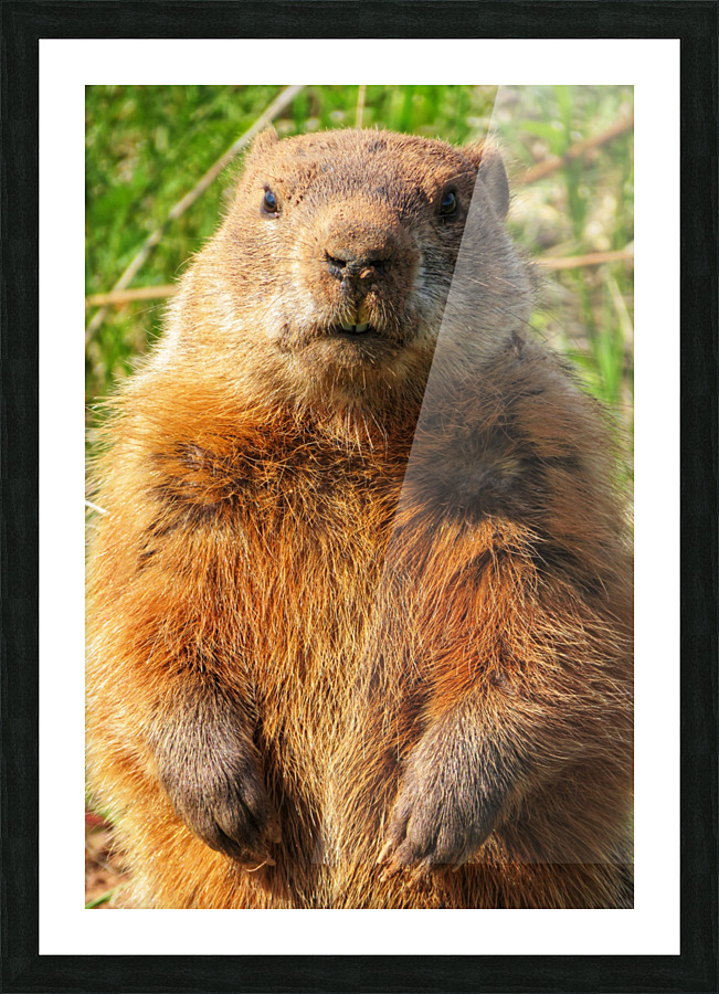 Groundhog Picture Frame print