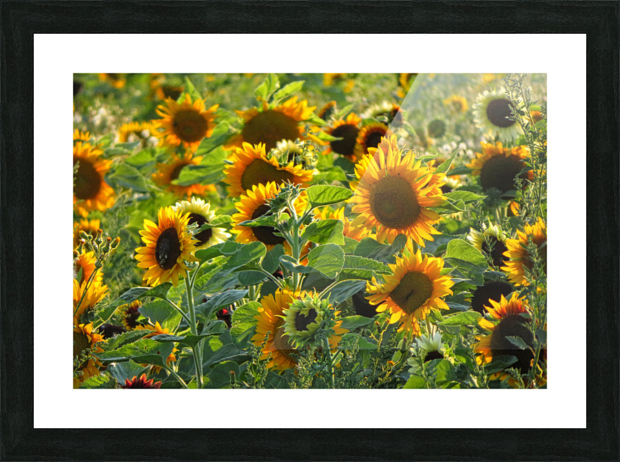 Sunflower field Picture Frame print