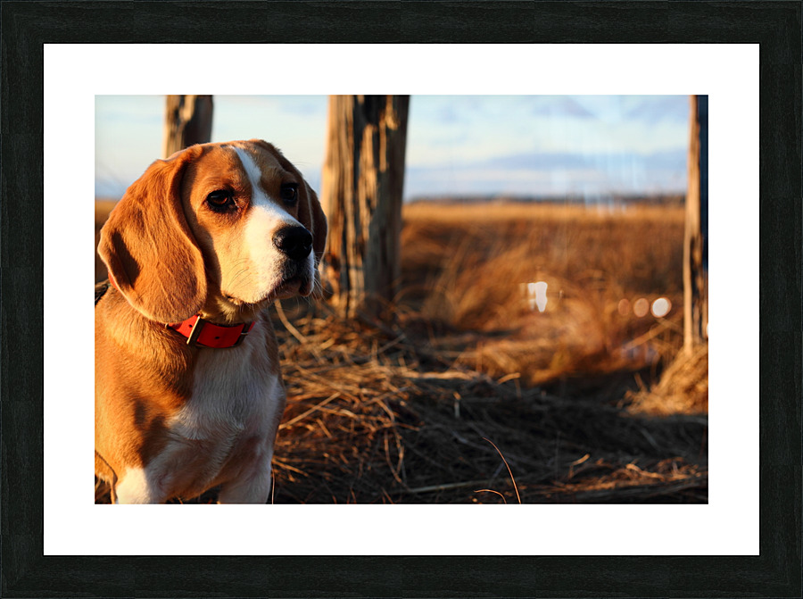 Beagle in the wild Picture Frame print