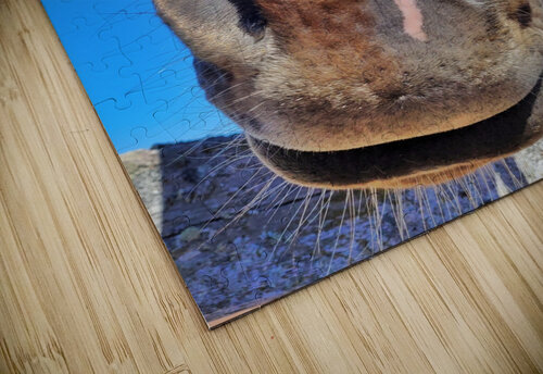 Horse Face Mathieu LeBlanc puzzle