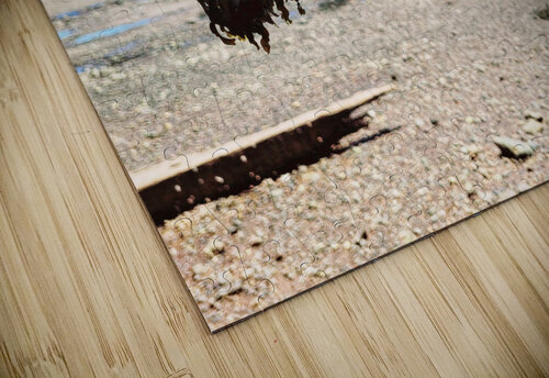 Seaweed Beach Mathieu LeBlanc puzzle