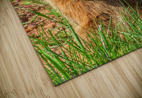CURIOUS GROUNDHOG  Mathieu LeBlanc puzzle