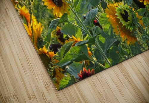 Sunflower field Mathieu LeBlanc puzzle