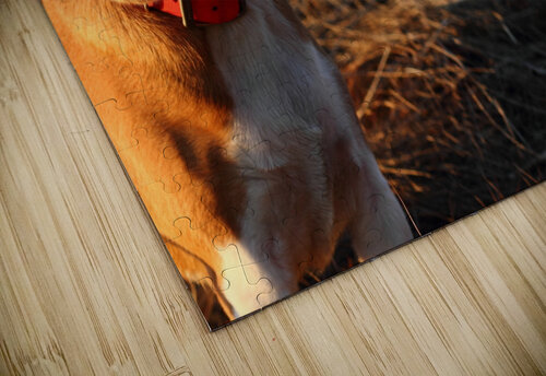 Beagle in the wild Mathieu LeBlanc puzzle