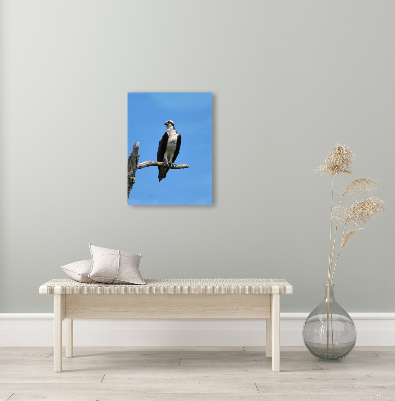 OSPREY Reproduction