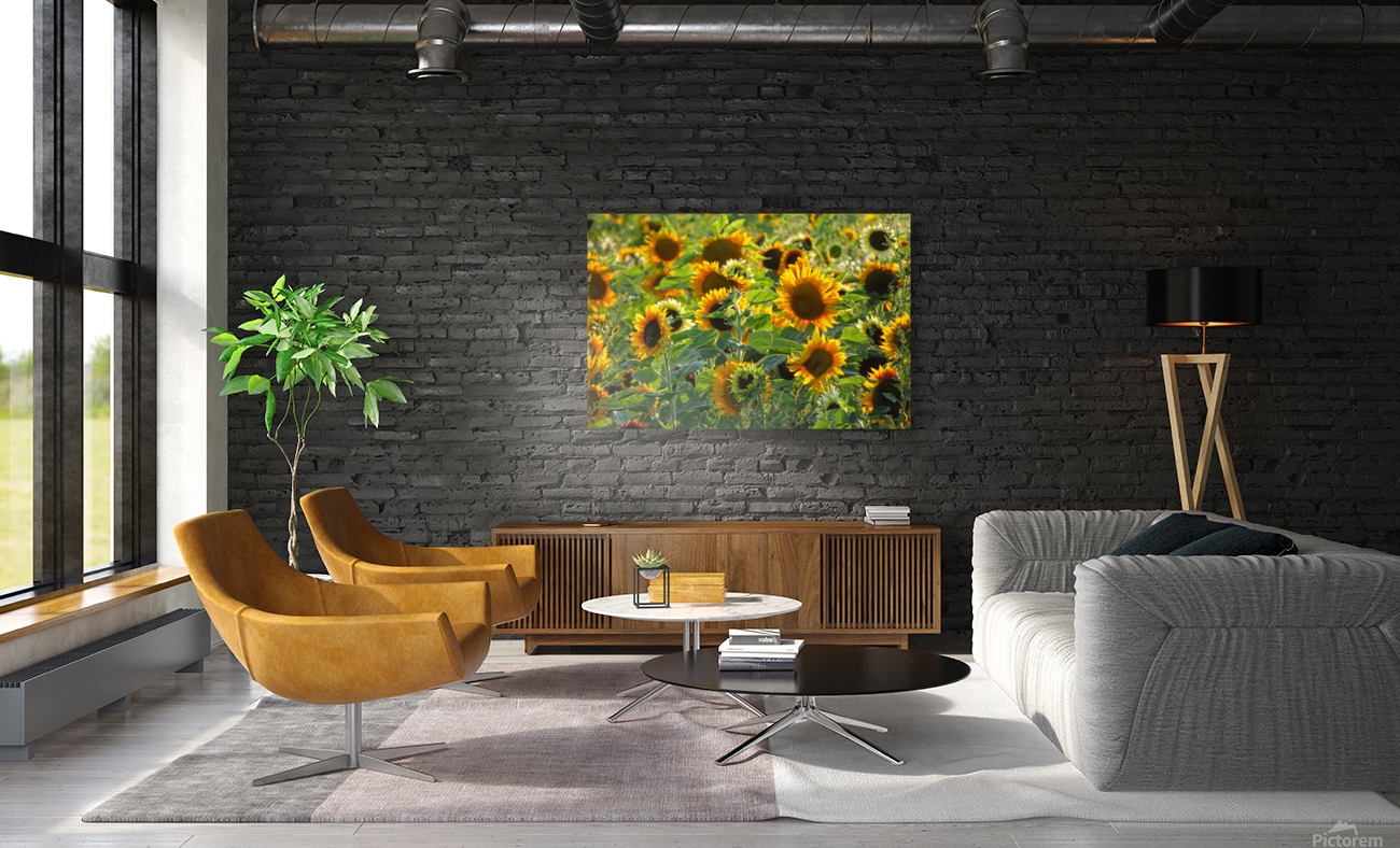 Sunflower field Reproduction