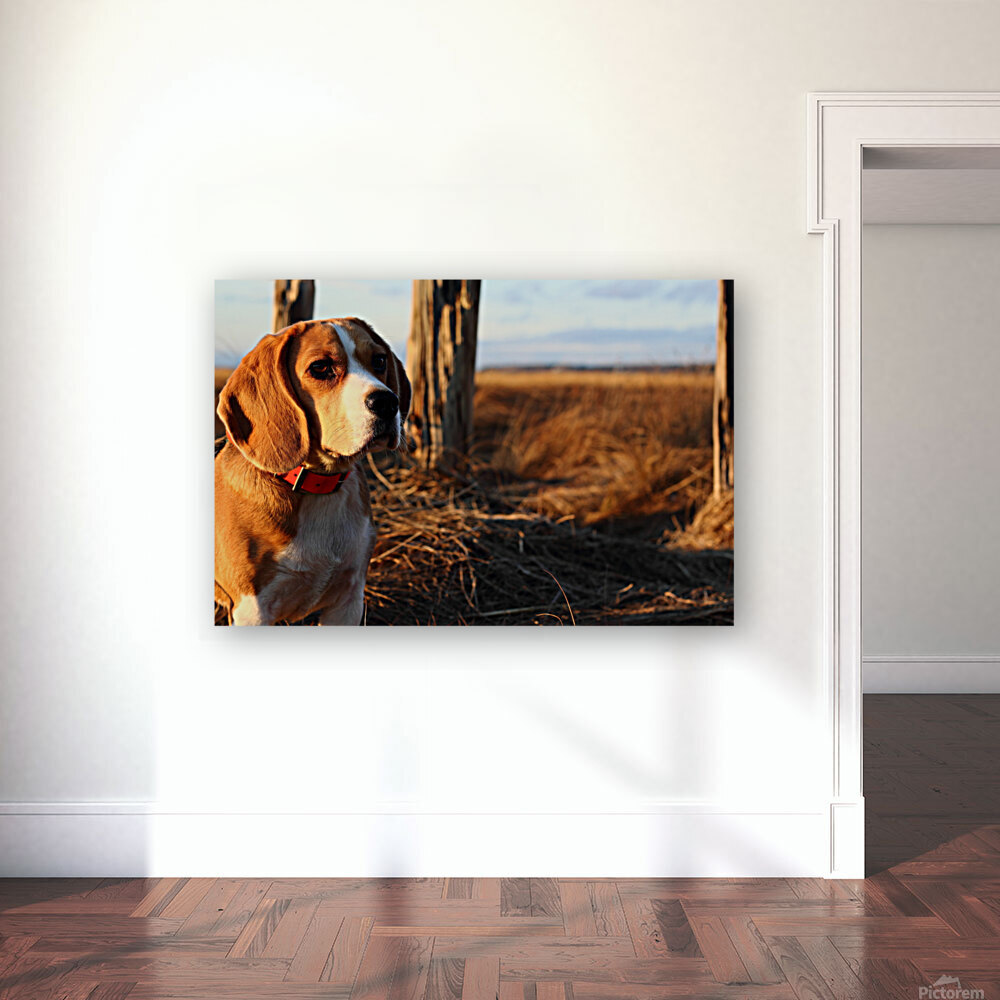 Beagle in the wild Reproduction