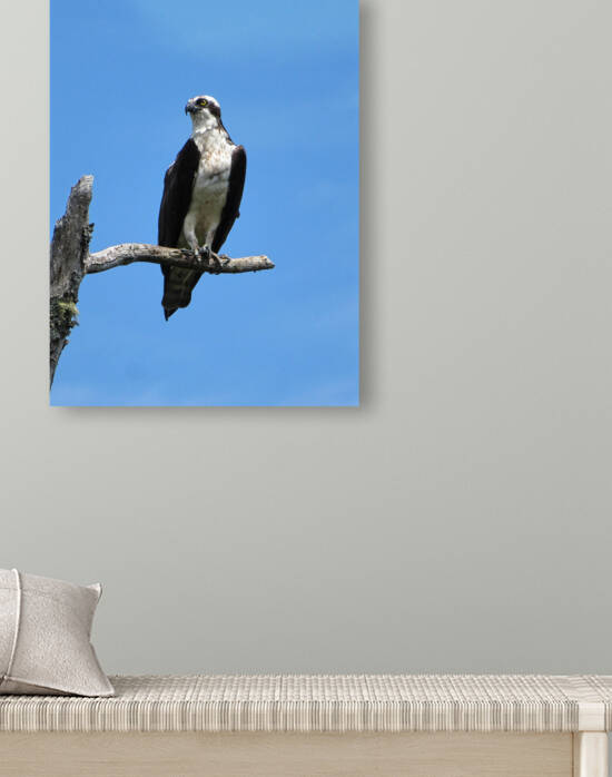 OSPREY by Mathieu LeBlanc