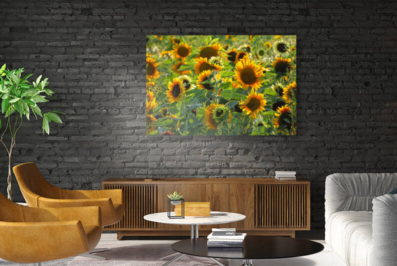 Sunflower field by Mathieu LeBlanc