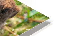 Groundhog HD Metal print