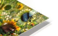 Sunflower field HD Metal print