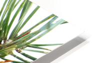 Pine Cone HD Metal print