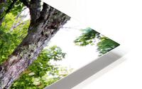 Green Summer HD Metal print